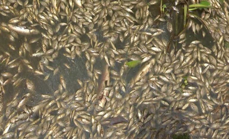 അഷ്ടമുടികായലിൽ മത്സ്യങ്ങൾ ചത്തുപൊങ്ങി