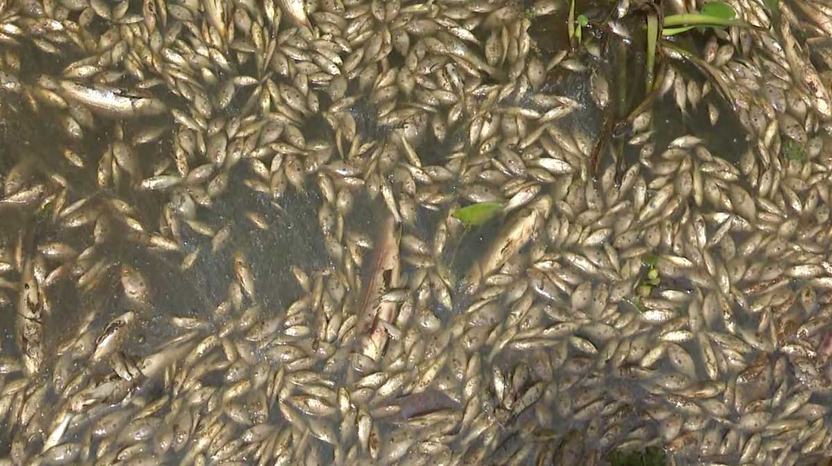 അഷ്ടമുടികായലിൽ മത്സ്യങ്ങൾ ചത്തുപൊങ്ങി