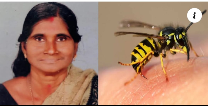 തൊഴിലുറപ്പ്ജോലിക്കിടെ കടന്നൽ കുത്തേറ്റ വീട്ടമ്മ മരിച്ചു