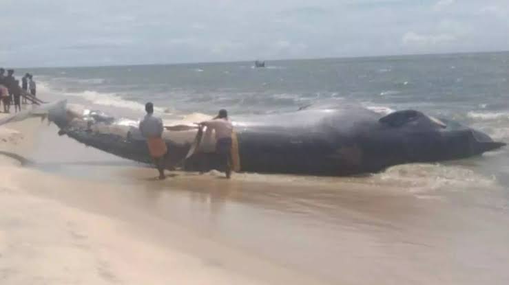 ആലപ്പുഴ ബീച്ചിൽ തിമിംഗലത്തിന്റെ ജഡം കരയ്ക്കടിഞ്ഞു