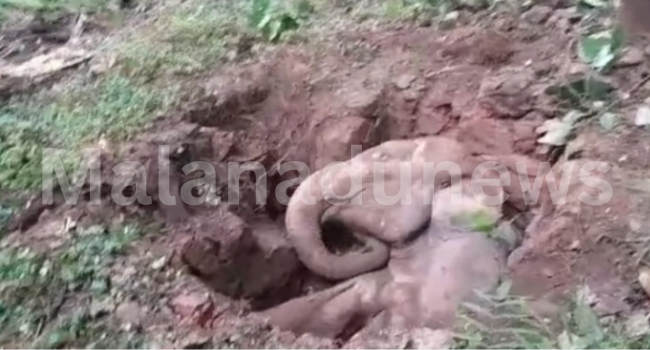 തൃശൂരിൽ സെപ്റ്റിക് ടാങ്കിൽ വീണ ആനക്കുട്ടി ചരിഞ്ഞു:രക്ഷാദൗത്യം വിഫലം; പ്രാണന്‍ പിടഞ്ഞത് നാല് മണിക്കൂര്‍