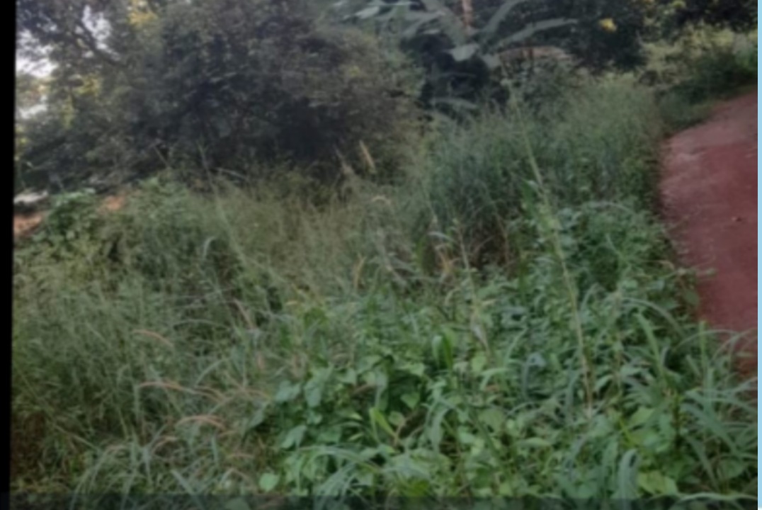 ചെറിയനാട് മാമ്പള്ളിപ്പടി  ടെംപിൾ റോഡ് സഞ്ചാരയോഗ്യമാക്കണമെന്ന് നാട്ടുകാർ