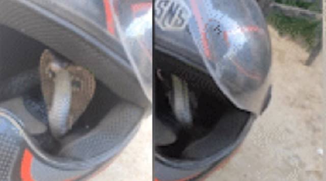 ഹെല്‍മെറ്റില്‍ ഒളിച്ചിരുന്ന പാമ്പിന്റെ കടിയേറ്റ് ബൈക്ക് യാത്രക്കാരന് പരിക്ക്