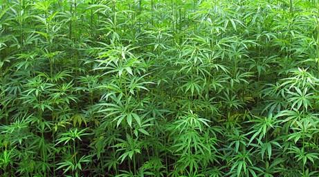 അട്ടപ്പാടിയില്‍ കഞ്ചാവ് തോട്ടം നശിപ്പിച്ചു