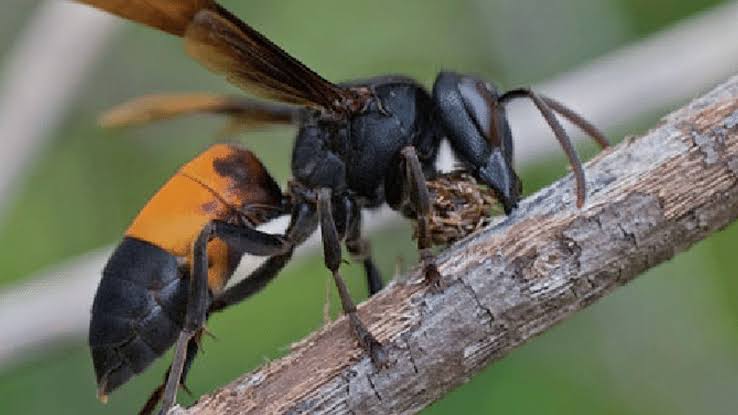 കാക്കാത്തുരുത്തിയില്‍ കടന്നലാക്രമണം:നിരവധി പേര്‍ക്ക് പരിക്ക്