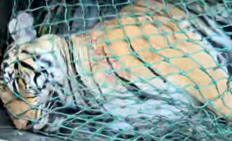 പഞ്ചാരക്കൊല്ലിയില്‍ കടുവയെ ചത്തനിലയില്‍ കണ്ടെത്തി