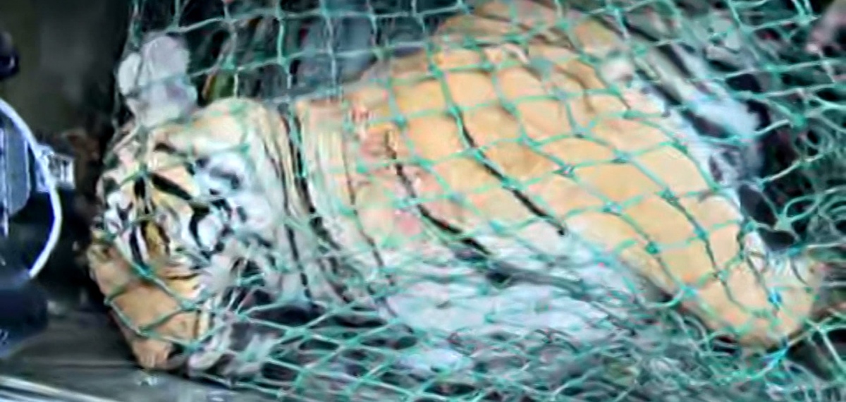 പഞ്ചാരക്കൊല്ലിയില്‍ കടുവയെ ചത്തനിലയില്‍ കണ്ടെത്തി