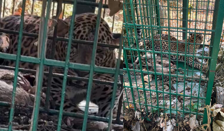 കൂടരഞ്ഞിയില്‍ പുലി വനംവകുപ്പ് സ്ഥാപിച്ച കൂട്ടില്‍ കുടുങ്ങി