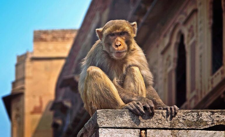 ടെറസില്‍ പഠിച്ചുകൊണ്ടിരുന്ന വിദ്യാര്‍ഥിനിയെ കുരങ്ങന്മാര്‍ തള്ളിതാഴെയിട്ടു ;വിദ്യാര്‍ഥിനി മരിച്ചു