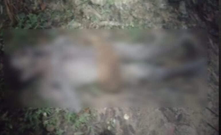 വിതുരയിൽ കാട്ടാന ആക്രമണം :ഒരാൾക്ക് ഗുരുതര പരുക്ക്