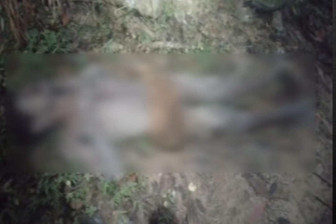 വിതുരയിൽ കാട്ടാന ആക്രമണം :ഒരാൾക്ക് ഗുരുതര പരുക്ക്