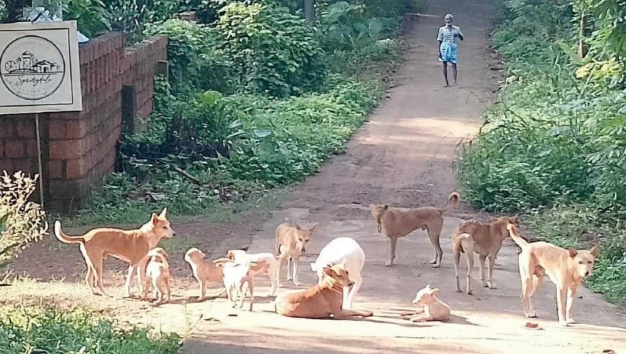 ചാരുമൂട്ടിൽ നാലാം ക്ലാസ് വിദ്യാർത്ഥിക്ക് പേവിഷബാധ.