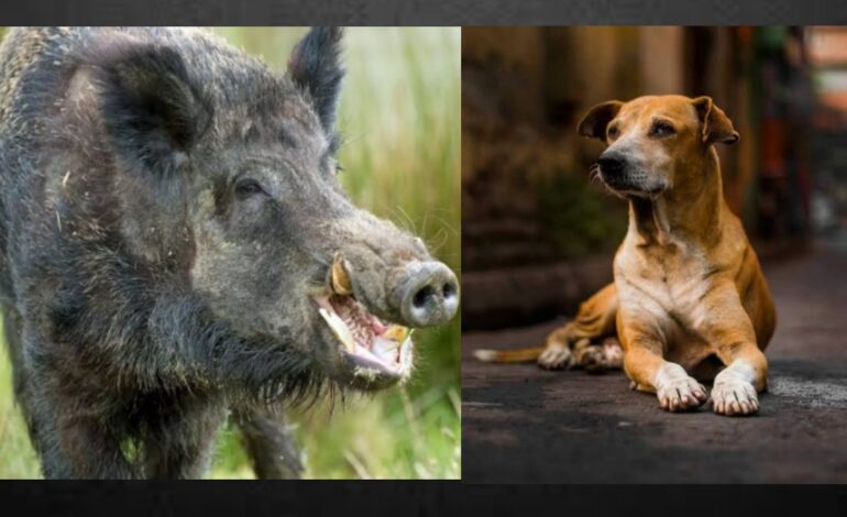 പകൽതെരുവ് നായശല്യവും രാത്രിയിൽ പന്നി അക്രമണവും:വലഞ്ഞ് പ്രദേശവാസികൾ