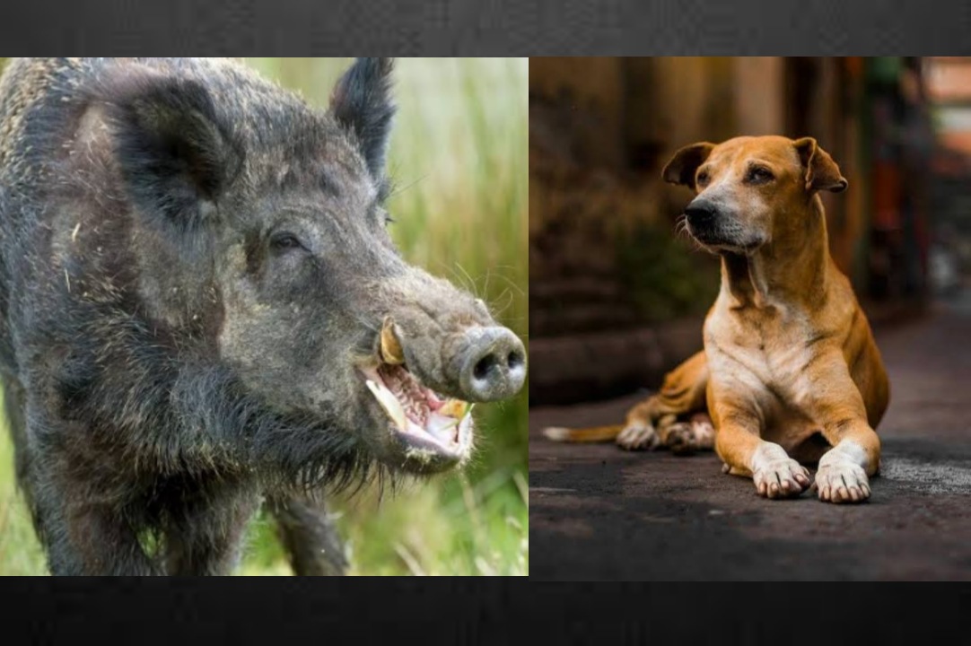 പകൽതെരുവ് നായശല്യവും രാത്രിയിൽ പന്നി അക്രമണവും:വലഞ്ഞ് പ്രദേശവാസികൾ