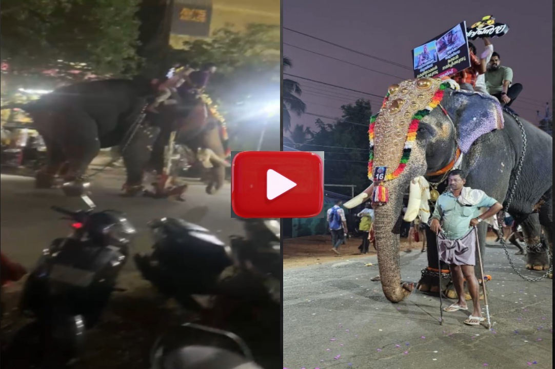 കൂറ്റനാട് നേർച്ചയ്ക്കിടെ ഇടഞ്ഞ ആനയുടെ കുത്തേറ്റ് പാപ്പാന് ദാരുണാന്ത്യം.