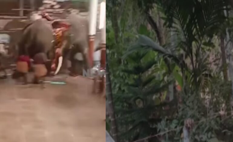 കോഴിക്കോട് ക്ഷേത്രത്തിൽ ആന ഇടഞ്ഞു :മരണം മൂന്ന് :22പേർക്ക് പരുക്ക് :എഴുപേരുടെ നില ഗുരുതരം