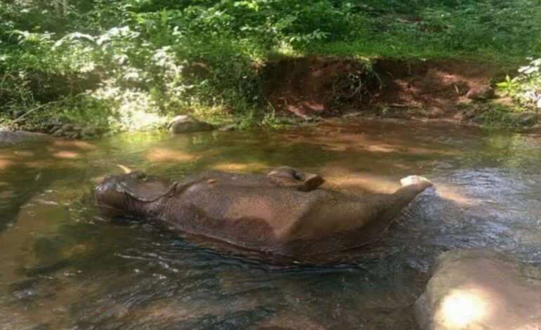 കോന്നിയിൽ അവശനിലയിൽ കണ്ട കാട്ടാന ചരിഞ്ഞു