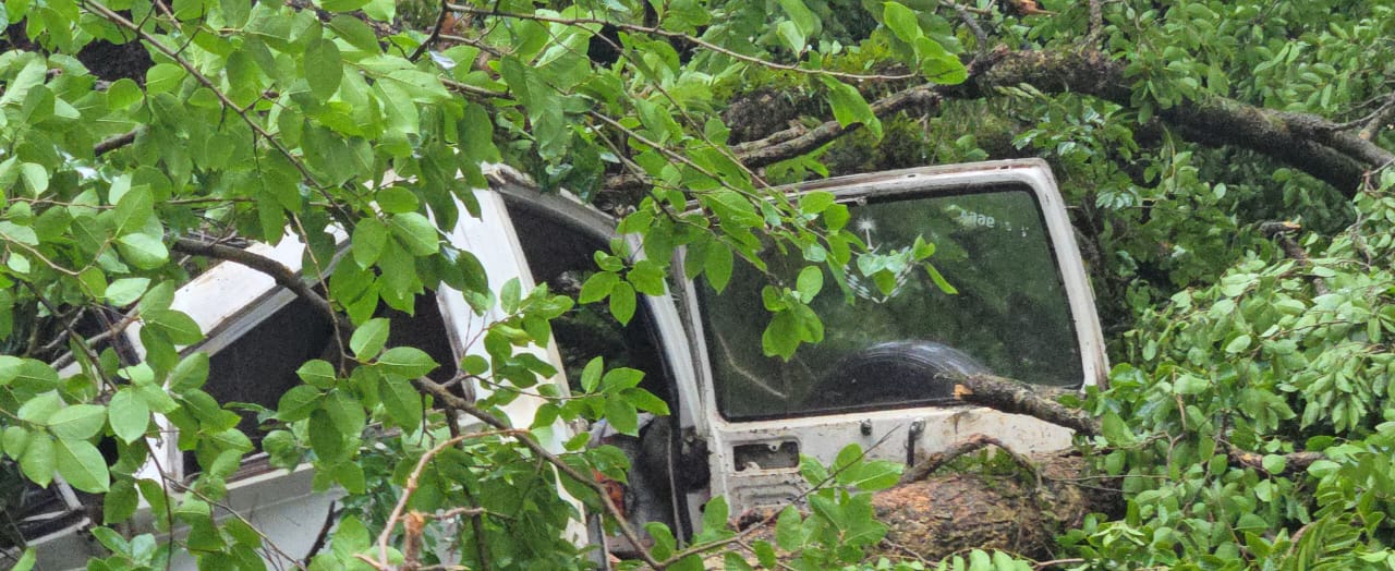 കനത്ത മഴ :പാലക്കാട്‌ കൂറ്റൻ മരം റോഡിലേക്ക് കടപുഴകി വീണു :കാർ തകർന്നു