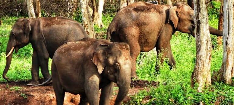 മലയാറ്റൂർ ഇല്ലിത്തോട്ടിൽ വീണ്ടും കാട്ടാനക്കുട്ടം എത്തി.