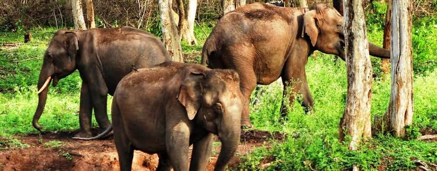 മലയാറ്റൂർ ഇല്ലിത്തോട്ടിൽ വീണ്ടും കാട്ടാനക്കുട്ടം എത്തി.