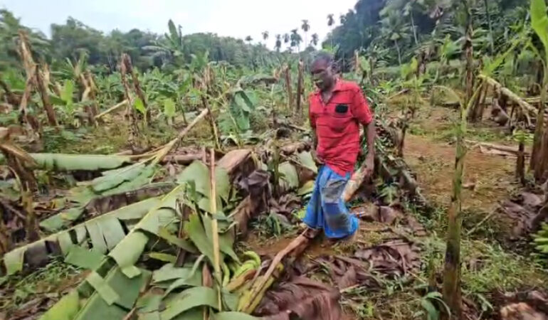 കനത്ത മഴയിലും കാറ്റിലും വ്യാപകകൃഷിനാശംകൊല്ലം പുനലൂരില്‍ കാറ്റിലും മഴയിലും വൻ കൃഷി നാശം;തീരദേശ മേഖലകളിൽ കടൽക്ഷോഭം രൂക്ഷം