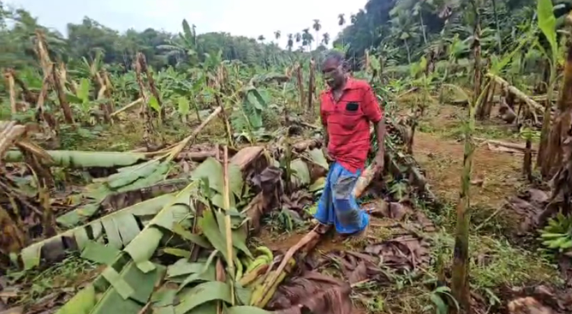 കനത്ത മഴയിലും കാറ്റിലും വ്യാപകകൃഷിനാശംകൊല്ലം പുനലൂരില്‍ കാറ്റിലും മഴയിലും വൻ കൃഷി നാശം;തീരദേശ മേഖലകളിൽ കടൽക്ഷോഭം രൂക്ഷം