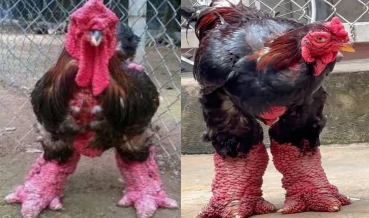 സമ്പന്നതയുടെ പ്രതീകമായ ഡോങ് കാവോ ചിക്കൻ