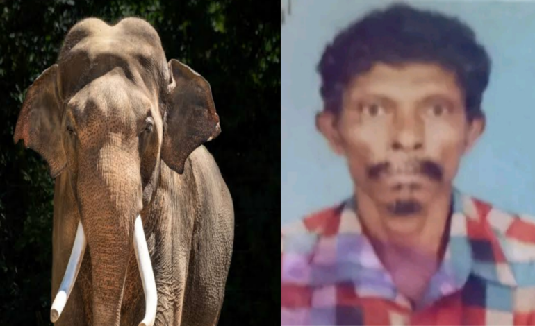 കാട്ടാന ആക്രമണം :നിലമ്പൂരിൽ ആദിവാസി യുവാവിന് ദാരുണാന്ത്യം