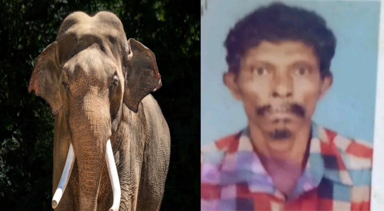 കാട്ടാന ആക്രമണം :നിലമ്പൂരിൽ ആദിവാസി യുവാവിന് ദാരുണാന്ത്യം