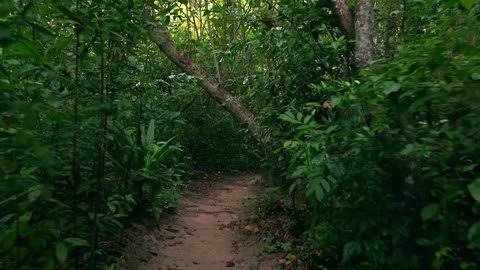 കാടുപിടിച്ച പറമ്പുകള്‍ വൃത്തിയാക്കാൻ സര്‍ക്കാര്‍ നിര്‍ദേശം