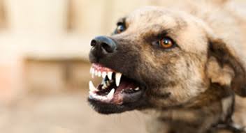 പേവിഷബാധ :ആലപ്പുഴയിൽ വയോധികന് ദാരണന്ത്യം