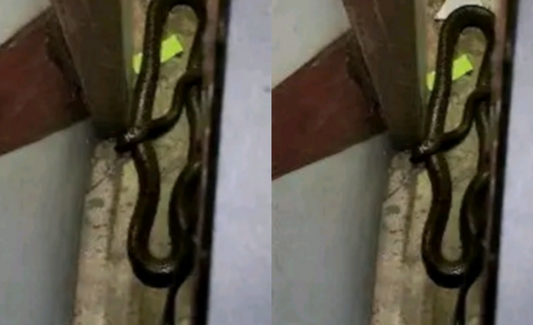 സെക്രട്ടേറിയറ്റിൽ ചേര കയറി.