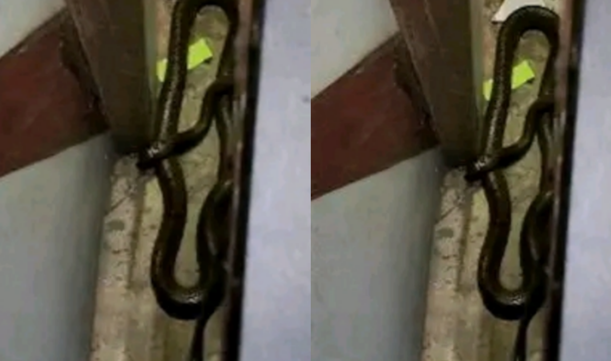 സെക്രട്ടേറിയറ്റിൽ ചേര കയറി.