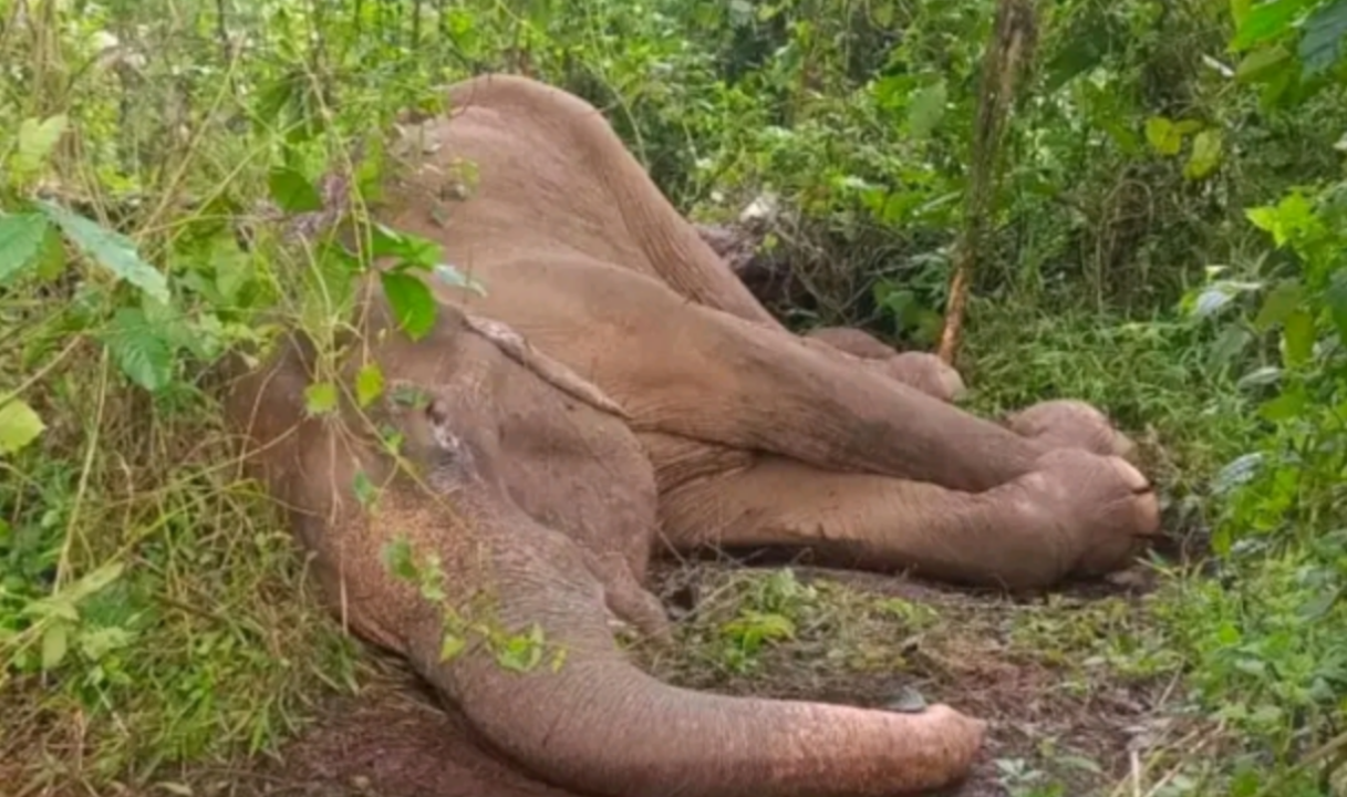 ഇടുക്കിയിൽ കാട്ടാനയെ അവശനിലയിൽ കണ്ടെത്തി.