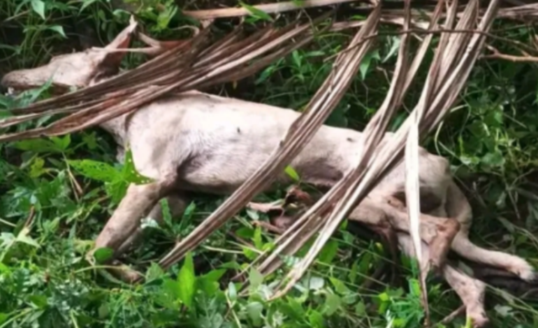 ഇരിങ്ങാലക്കുടയിൽ ചത്ത തെരുവു നായയ്ക്ക് പേവിഷബാധ