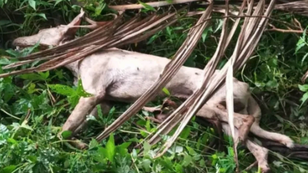ഇരിങ്ങാലക്കുടയിൽ ചത്ത തെരുവു നായയ്ക്ക് പേവിഷബാധ