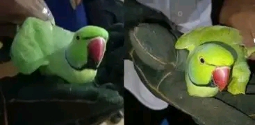 തത്തയെ കൂട്ടിലിട്ട് വളര്‍ത്തി: കോഴിക്കോട് വീട്ടുടമസ്ഥനെതിരെ കേസെടുത്തു