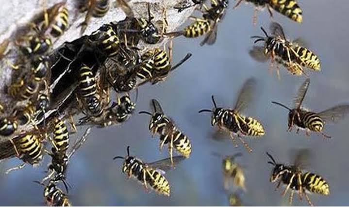 പാലായിൽ ഓണാഘോഷത്തിന് ഇടയിൽ കടന്നൽ കൂട് ഇളകി : വിദ്യാർത്ഥികൾക്കും, അധ്യാപകനും കടന്നൽ കുത്തേറ്റു