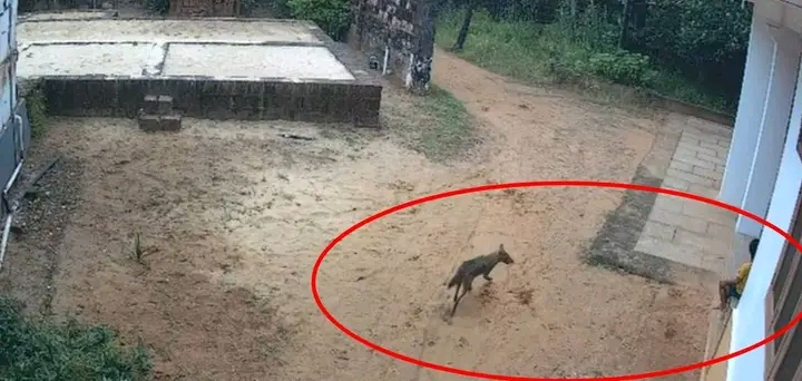 കണ്ണൂര്‍ മാട്ടൂലില്‍ വീട്ടുമുറ്റത്തിരുന്ന കുഞ്ഞിന് കുറുനരിയുടെ കടിയേറ്റു