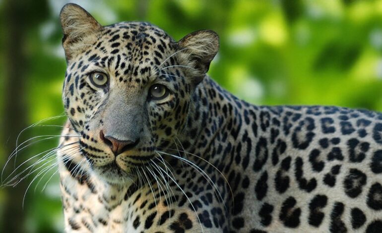 വാകത്താനത്ത് പുലിയെ കണ്ടെന്ന് നാട്ടുകാര്‍:പൊലീസും, വനംവകുപ്പും തിരച്ചില്‍ തുടരുന്നു