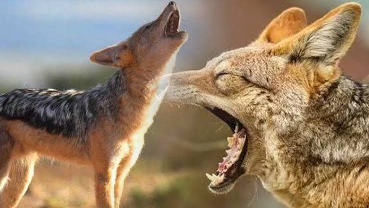 കുറുനരി കടിച്ച് നാല് പേര്‍ക്ക് പരിക്ക്:  2 പേരുടെ നില ഗുരുതരം