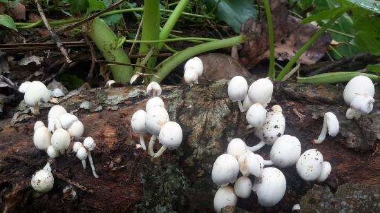 കൂൺ കഴിച്ചതിന് പിന്നാലെ ശാരീരിക അസ്വാസ്ഥ്യം :തിരുവനന്തപുരത്ത് ആറുപേരെ ആശുപത്രിയിൽ പ്രവേശിപ്പിച്ചു :മൂന്നുപേരുടെ നില ഗുരുതരം