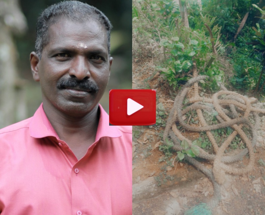 മാവേലിക്കരയിൽ മരം ക്രയിനുപയോഗിച്ച് ഇറക്കുന്നതിനിടയിൽ ഒരാൾക്ക് ദാരുണാന്ത്യം