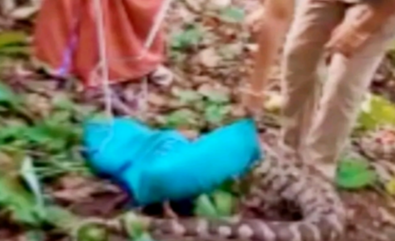 നിലമേലില്‍ 100 കിലോ ഭാരമുള്ള ഭീമന്‍ പെരുമ്പാമ്പിനെ പിടികൂടി