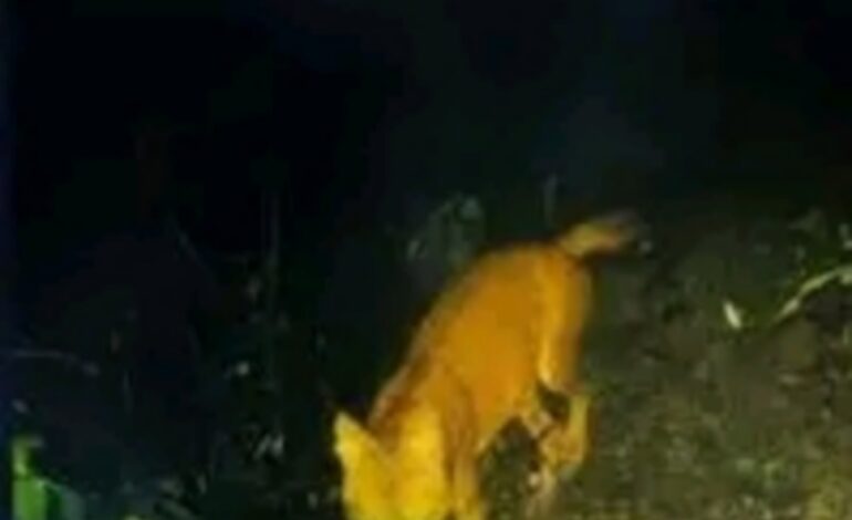 പൂഞ്ഞാർ വളതൂക്കിൽ ആടിനെ കടിച്ചു കൊന്നത് കുറുനരി; വനം വകുപ്പിന്റെ ക്യാമറയിൽ വ്യക്തമായ ദൃശ്യങ്ങൾ!