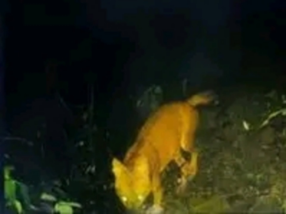 പൂഞ്ഞാർ വളതൂക്കിൽ ആടിനെ കടിച്ചു കൊന്നത് കുറുനരി; വനം വകുപ്പിന്റെ ക്യാമറയിൽ വ്യക്തമായ ദൃശ്യങ്ങൾ!