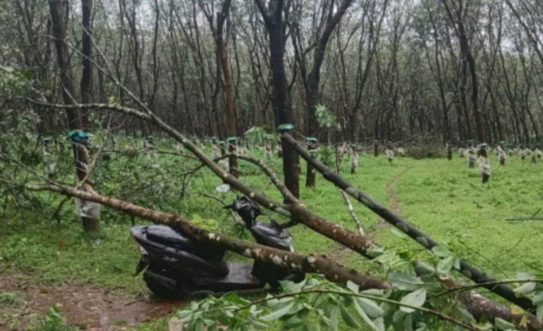 പാലപ്പിള്ളിയിൽ ശക്തമായ കാറ്റിൽ റബ്ബർ മരം വീണ് തോട്ടം തൊഴിലാളിയായ സ്ത്രീക്ക് പരിക്കേറ്റു