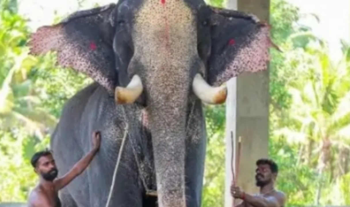 കുന്നംകുളത്തിൻ്റെ സ്വന്തം കൊമ്പൻ, കൊണാർക്ക് കണ്ണൻ ചരിഞ്ഞു