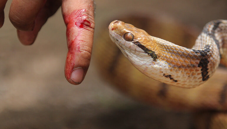 പുതപ്പിനുള്ളിൽ പാമ്പ്: ഉറക്കത്തിനിടെ ഒൻപതുകാരനെ കടിച്ചു :സംഭവം ത്രിശൂരിൽ