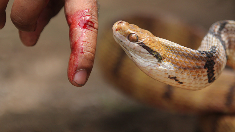പുതപ്പിനുള്ളിൽ പാമ്പ്: ഉറക്കത്തിനിടെ ഒൻപതുകാരനെ കടിച്ചു :സംഭവം ത്രിശൂരിൽ